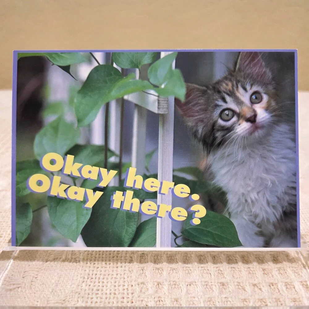 Vintage 1970's Kitten Cat OKAY HERE. OKAY THERE? Postcard Unused 70755
